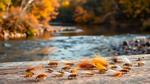 Best Flies to Catch Trout in November UK