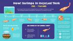 How Fast Should Shrimps Die in Uncycled Tanks